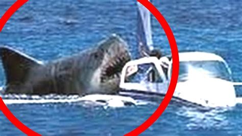 megalodon real life|50 ft megalodon found.